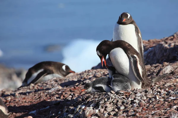 Pinguïns Antarctica — Stockfoto