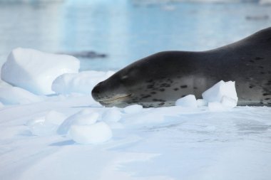 Bir leopar foku ve Antarktika'nın yaban hayatı