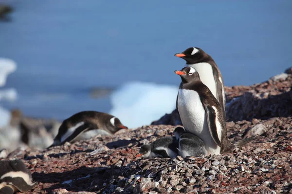 Penguins Natuur Van Antarctica — Stockfoto