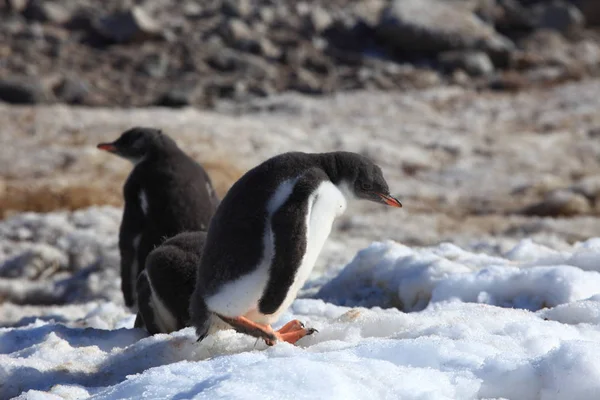 Τους Πιγκουίνους Και Άγριας Πανίδας Της Ανταρκτικής — Φωτογραφία Αρχείου