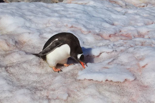 Les Pingouins Faune Antarctique — Photo