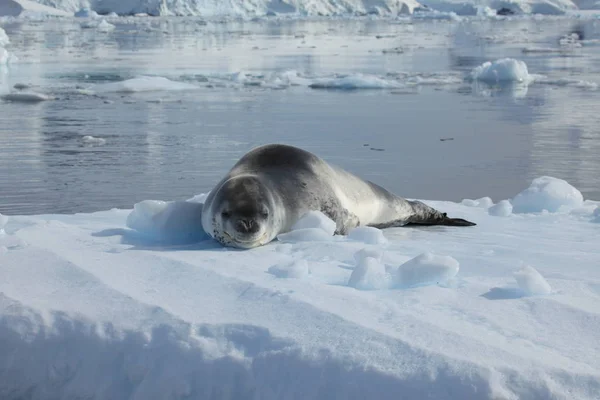 Leopard Seal Wildlife Antarctica — Stock Photo, Image