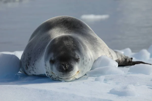Leopard Seal Wildlife Antarctica — Stock Photo, Image
