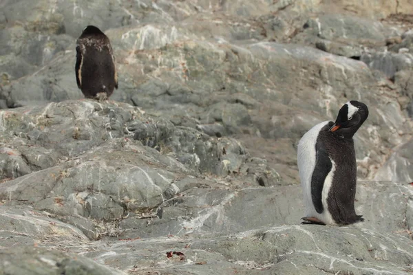 Pingwiny Wildlife Antarctica — Zdjęcie stockowe