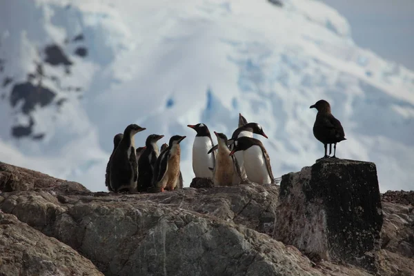 Les Pingouins Faune Antarctique — Photo