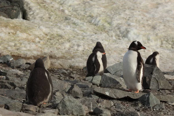 Penguins Natuur Van Antarctica — Stockfoto