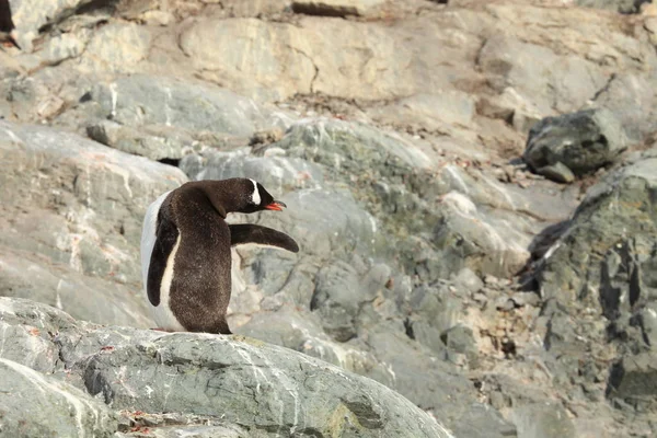 Pingvinerne Dyrelivet Antarktis - Stock-foto