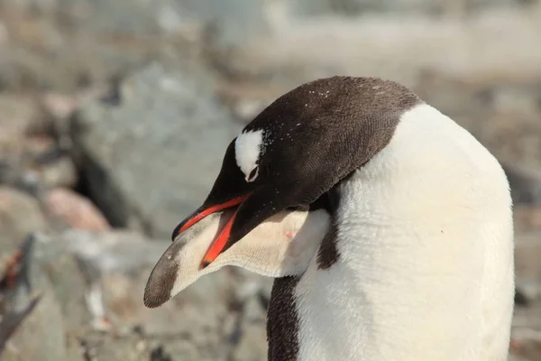 Les Pingouins Faune Antarctique — Photo