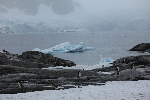 Пингвины Дикая Природа Антарктиды — стоковое фото