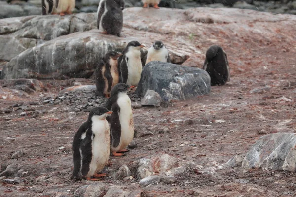 Penguins Natuur Van Antarctica — Stockfoto