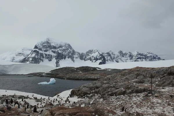 Les Pingouins Faune Antarctique — Photo