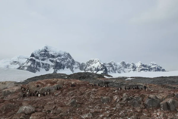 Pinguins Vida Selvagem Antártida — Fotografia de Stock