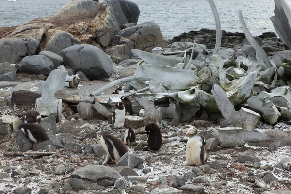 Whale Bones Beach Antarctic — Stock Photo, Image