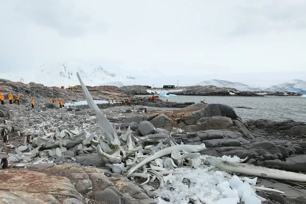 Whale Bones Beach Antarctic — Stock Photo, Image