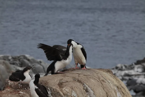 Colonie Cormorani Antartide — Foto Stock