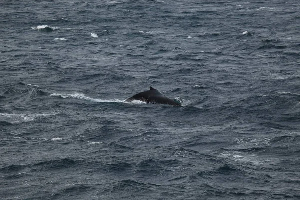 クジラの南極のザトウクジラを見て — ストック写真