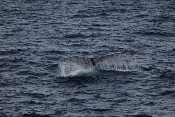 Avistamiento Ballenas Ballenas Jorobadas Antártida — Foto de Stock