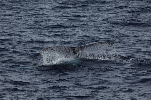 Whale Watching Humpback Whales Antarctica — Stock Photo, Image