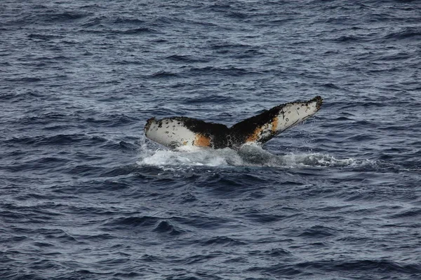 Whale Watching Humpback Whales Antarctica — Stock Photo, Image