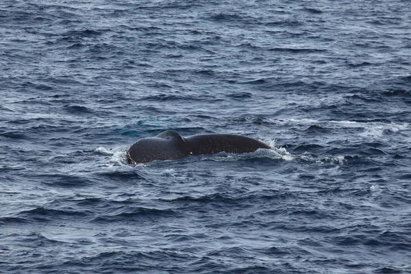 Whale Watching Humpback Whales Antarctica — Stock Photo, Image