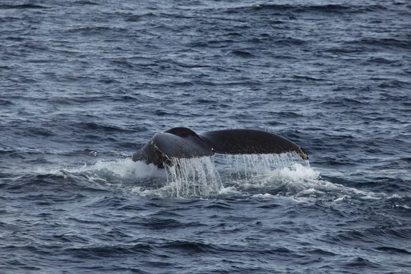 クジラの南極のザトウクジラを見て — ストック写真