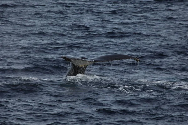 Observation Des Baleines Rorquals Bosse Antarctique — Photo