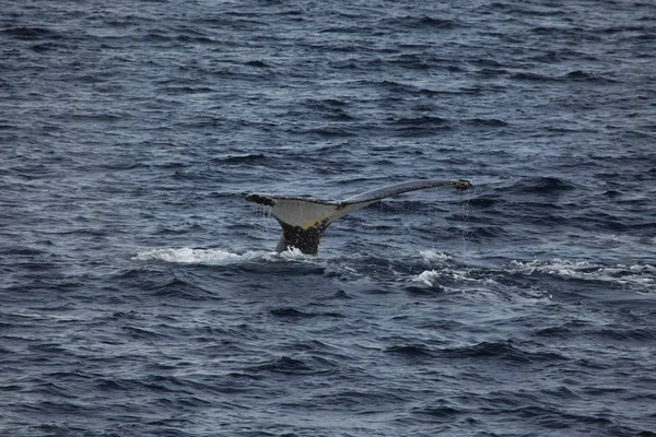 Observation Des Baleines Rorquals Bosse Antarctique — Photo