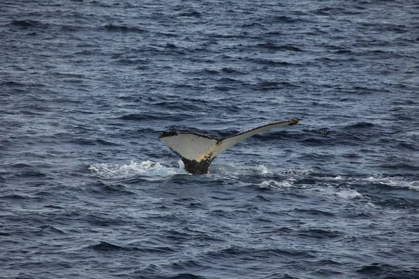 Baleias Que Observam Baleias Jubarte Antártida — Fotografia de Stock