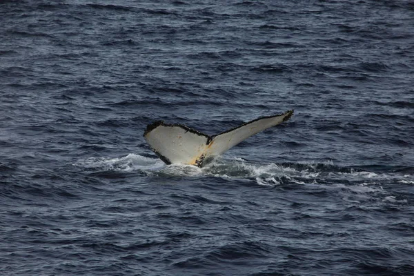 クジラの南極のザトウクジラを見て — ストック写真