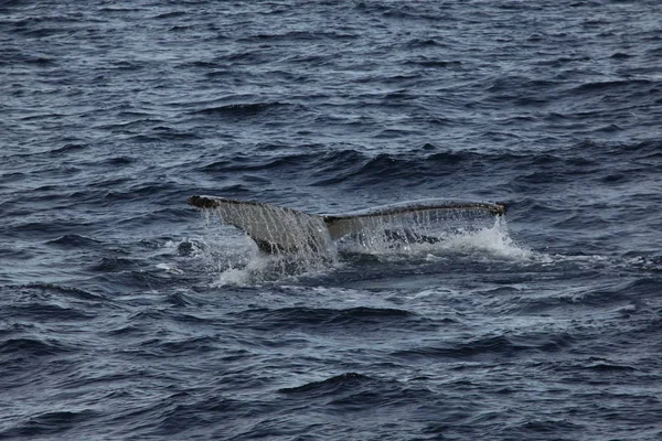 クジラの南極のザトウクジラを見て — ストック写真