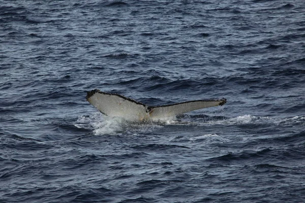 Wieloryb Oglądania Humbaków Antarktydzie — Zdjęcie stockowe