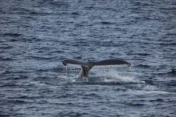 Whale Watching Humpback Whales Antarctica — Stock Photo, Image