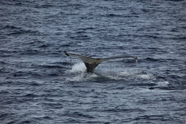 Baleias Que Observam Baleias Jubarte Antártida — Fotografia de Stock