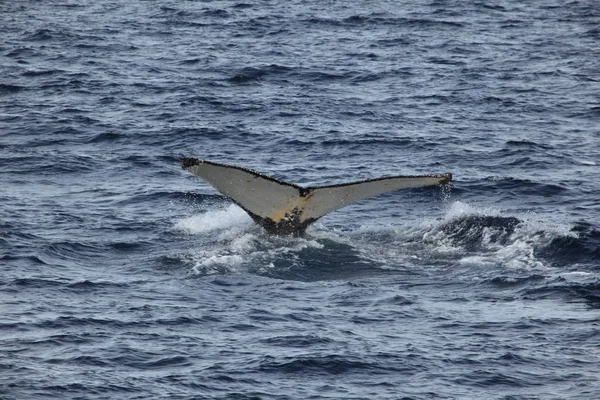 Walvis Kijken Bultrug Walvissen Antarctica — Stockfoto