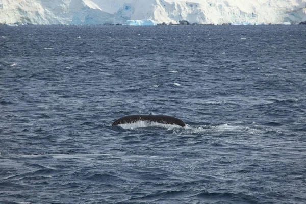 Avistamiento Ballenas Ballenas Jorobadas Antártida — Foto de Stock