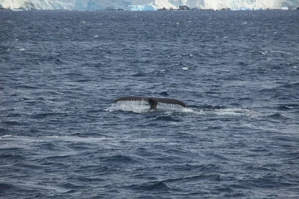 Walvis Kijken Bultrug Walvissen Antarctica — Stockfoto