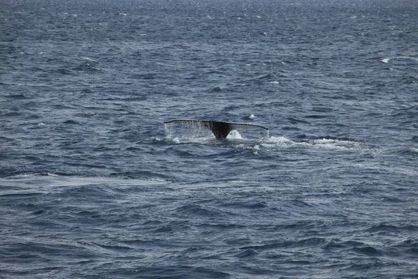 Balene Che Osservano Megattere Antartide — Foto Stock