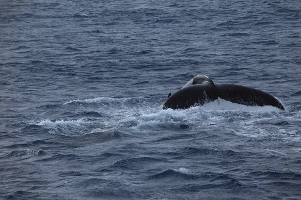 Whale Watching Humpback Whales Antarctica — Stock Photo, Image