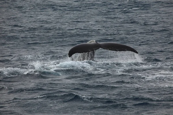 Whale Watching Humpback Whales Antarctica — Stock Photo, Image