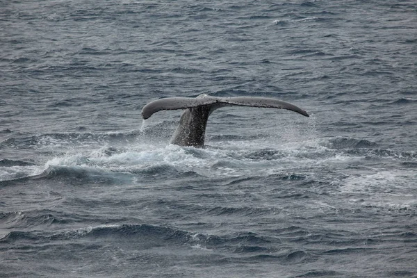 Whale Watching Humpback Whales Antarctica — Stock Photo, Image