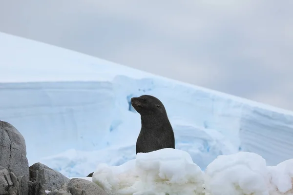 Пломби Дикої Природи Антарктиди — стокове фото