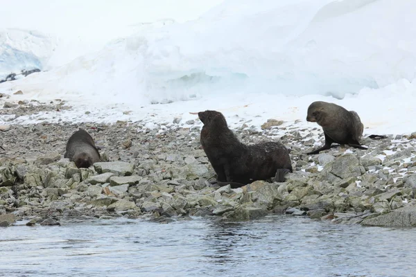 Selos Vida Selvagem Antártida — Fotografia de Stock