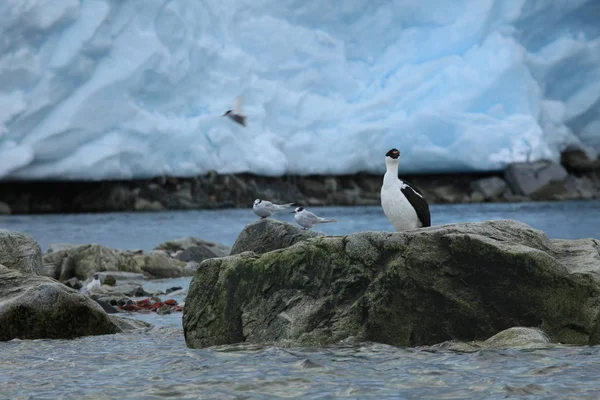 南極におけるカワウのコロニー — ストック写真