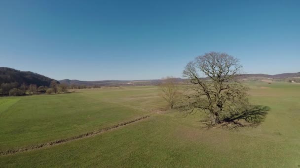 Oude Eik Landschap Duitsland — Stockvideo