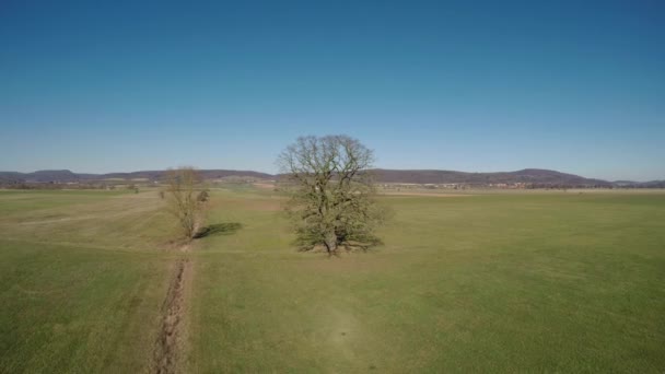 Stary Dąb Krajobraz Niemczech — Wideo stockowe