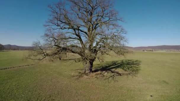 老橡木和风景在德国 — 图库视频影像