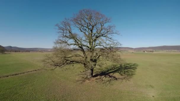 Oude Eik Landschap Duitsland — Stockvideo