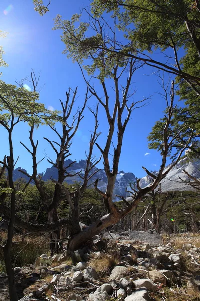 パタゴニアの風景 — ストック写真