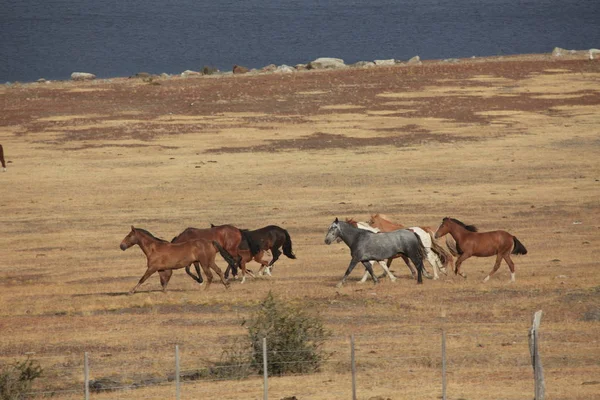 Landskapet Naturen Patagonia – stockfoto