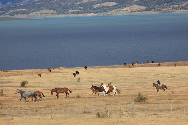 Landskapet Och Naturen Patagonien — Stockfoto